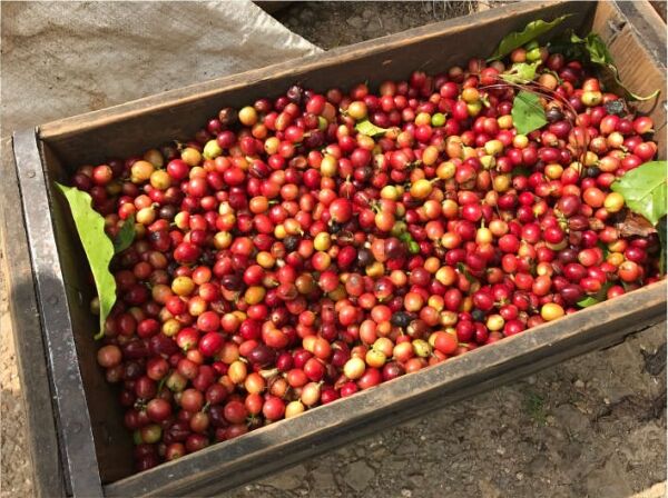 Jamaican Blue Mountain №1 - Grains de café frais - 100 g