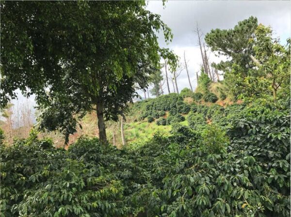 Jamaican Blue Mountain №1 - Grains de café frais - 100 g