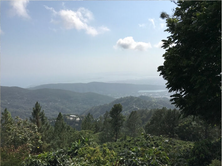 Jamaican Blue Mountain №1 - Grains de café frais - 100 g